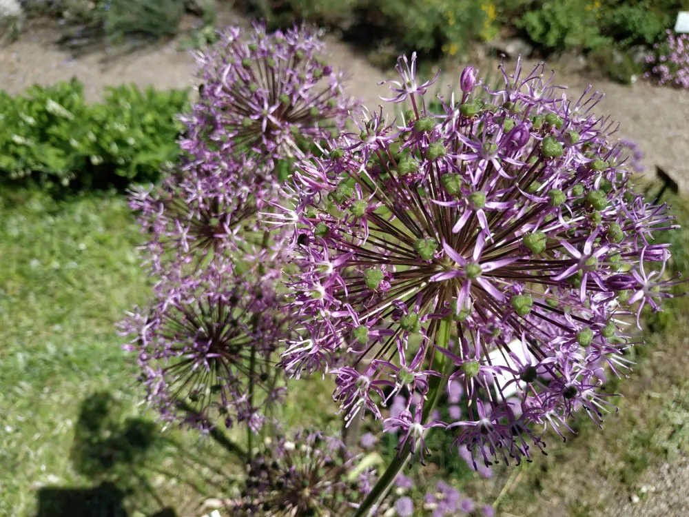 FOTOGALERIE: Botanická zahrada v Prostějově je kvetoucí oázou klidu. Má i lavičku zamilovaných