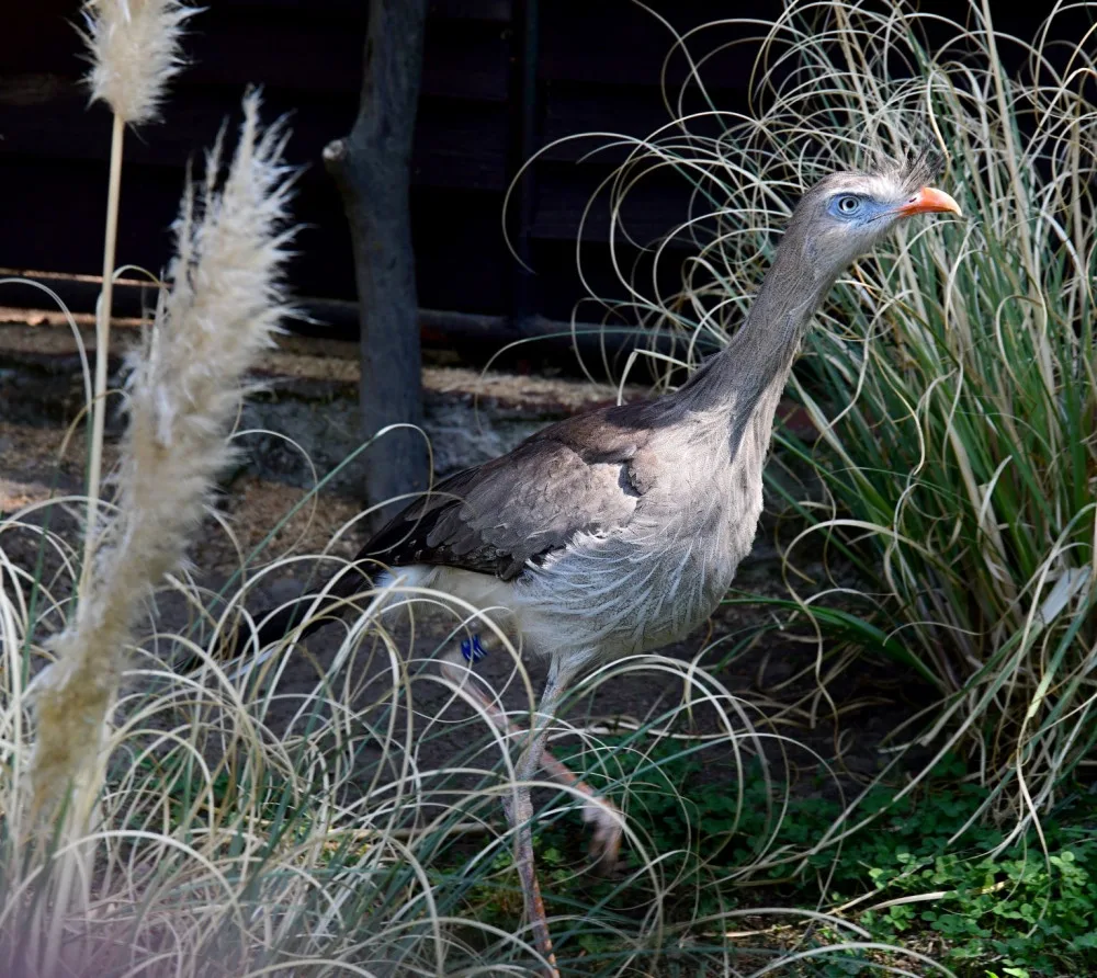 Olomoucká zoo začala chovat seriemy rudozubé. Příbuzné gigantického pravěkého ptáka