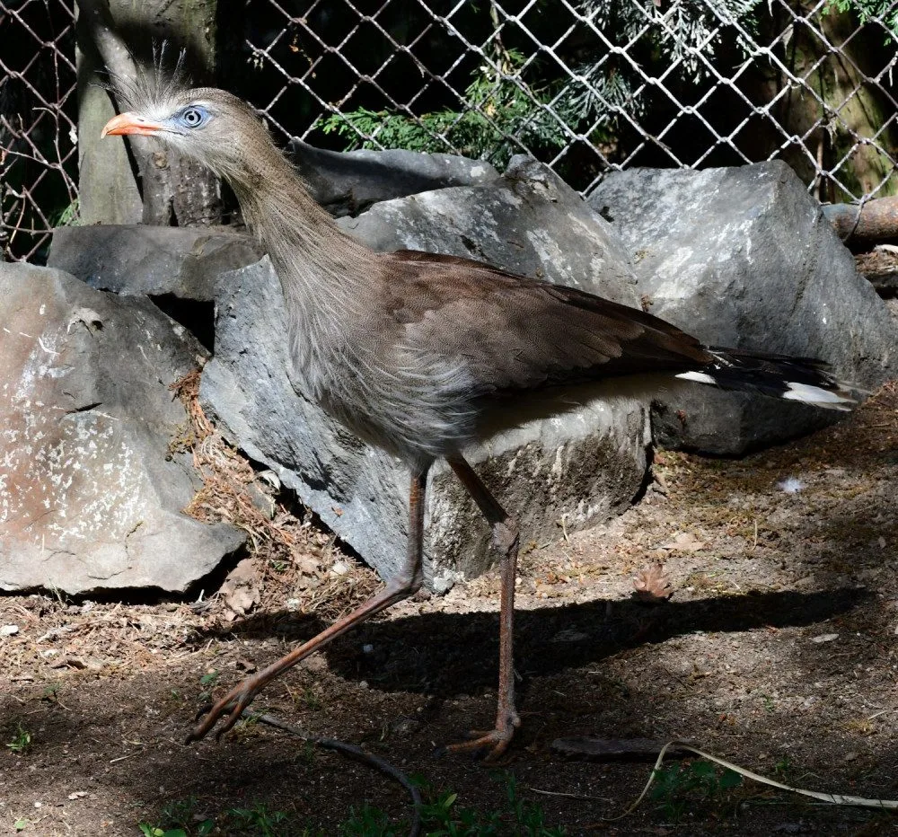 Olomoucká zoo začala chovat seriemy rudozubé. Příbuzné gigantického pravěkého ptáka