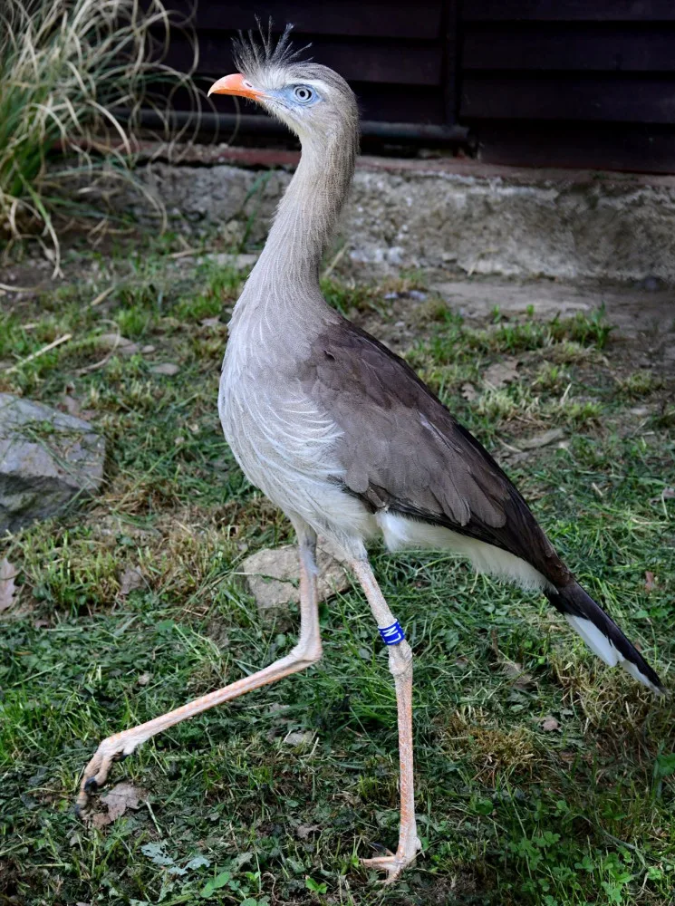 Olomoucká zoo začala chovat seriemy rudozubé. Příbuzné gigantického pravěkého ptáka