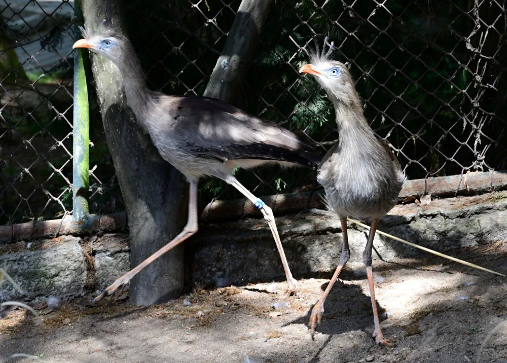 Olomoucká zoo začala chovat seriemy rudozubé. Příbuzné gigantického pravěkého ptáka