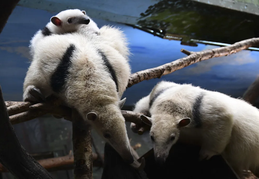 Mravenečníci se vrátili do své expozice v Zoo Olomouc