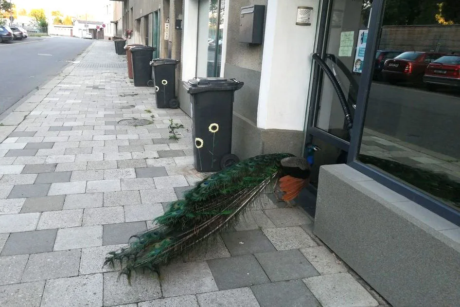 Páv korunkatý nedaleko olomouckého parku