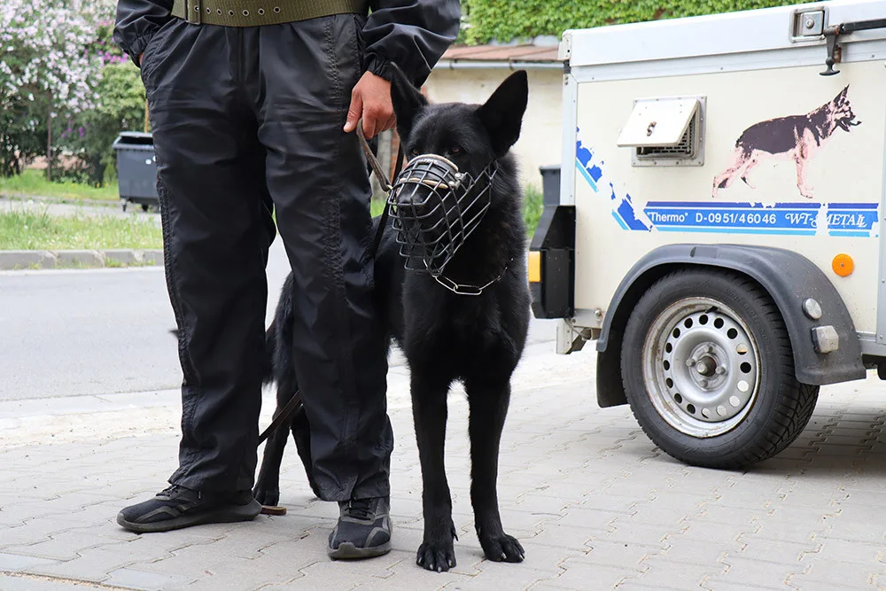 Pořízení služebního psa pro městskou policii musí ještě schválit zastupitelstvo Jeseníku