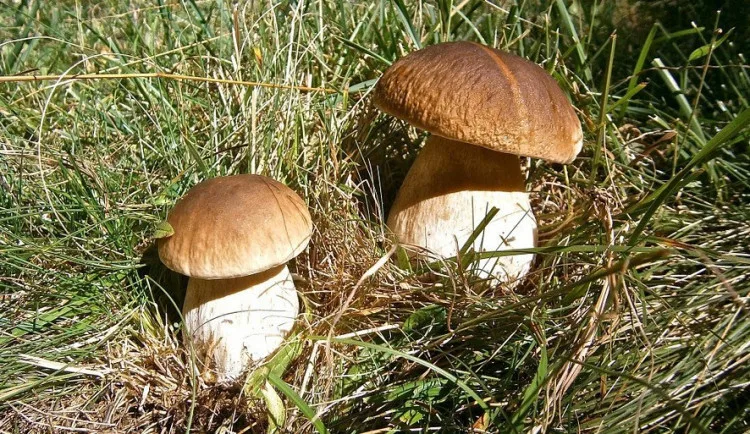 ilustrační foto