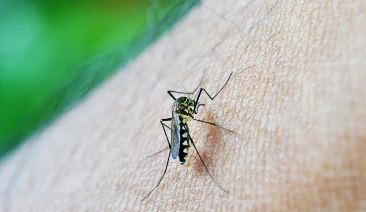 size3-mosquito-213805_960_720