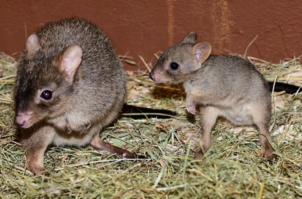 V olomoucké zoo vykouklo na svět jednadvacáté mládě klokánka králíkovitého