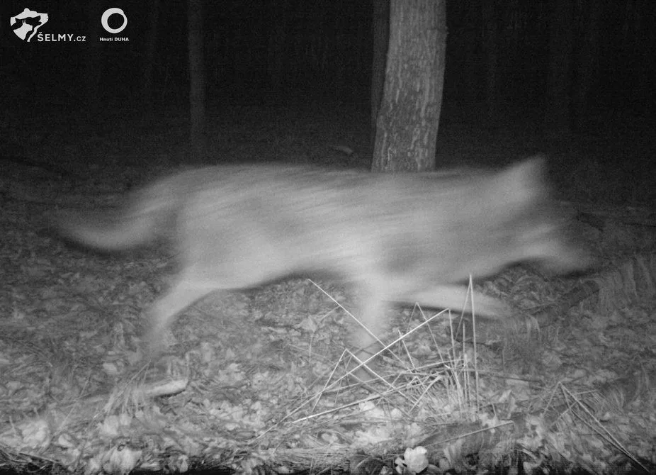 Vlk zachycený na jaře fotopastí v Litovelském Pomoraví