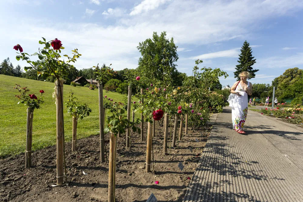 Festival Vyznání růžím v olomouckém rozáriu