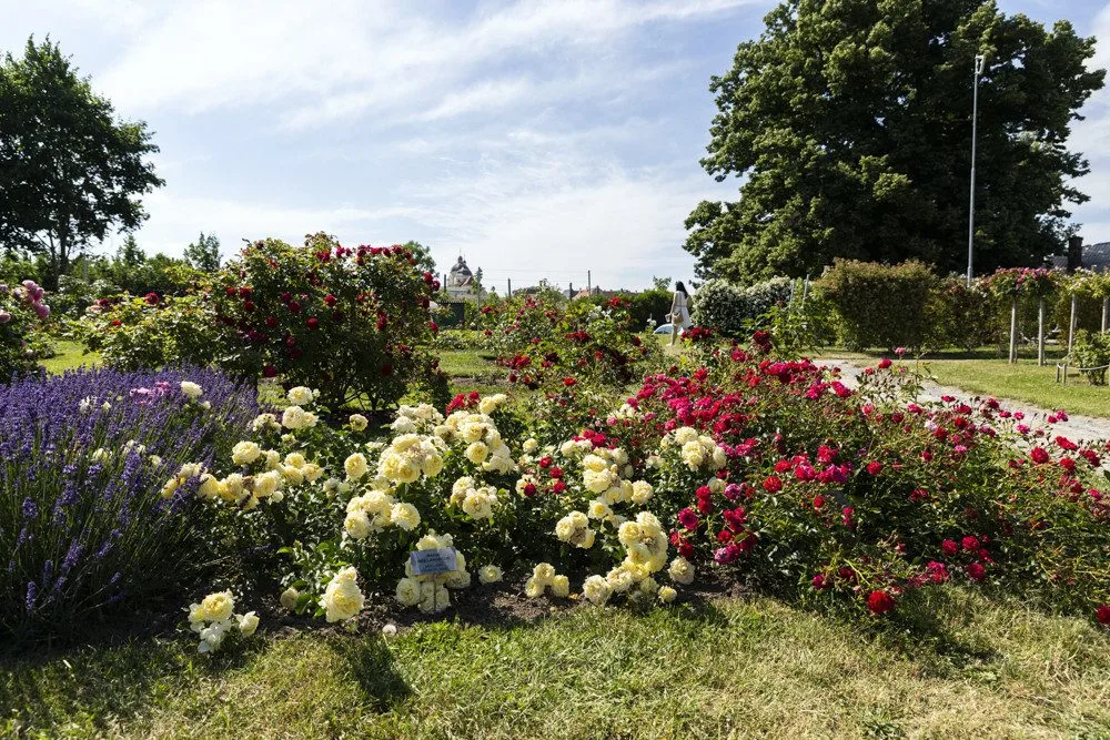 Festival Vyznání růžím v olomouckém rozáriu