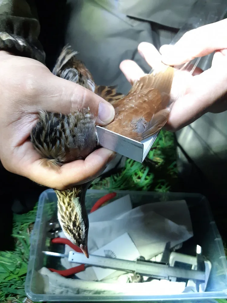Odborníci z olomoucké zoo kroužkovali ohrožené luční duchy. Tak říkají chřástalům