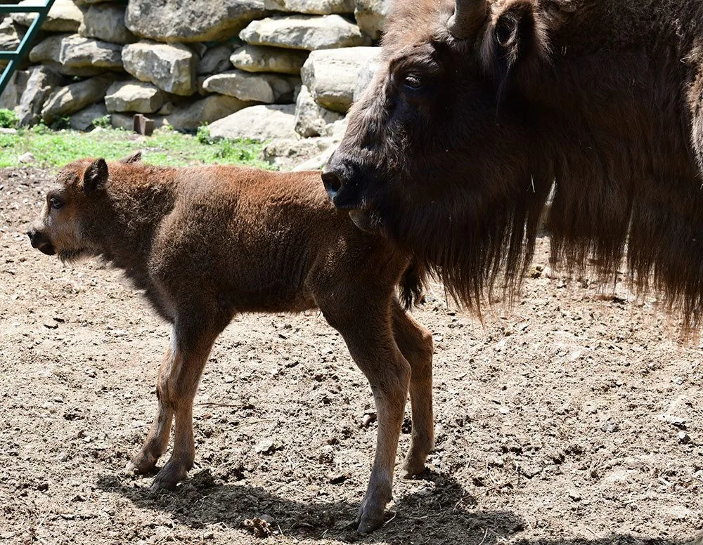 Chov zubra evropského obnovila olomoucká zoologická zahrada v roce 2013