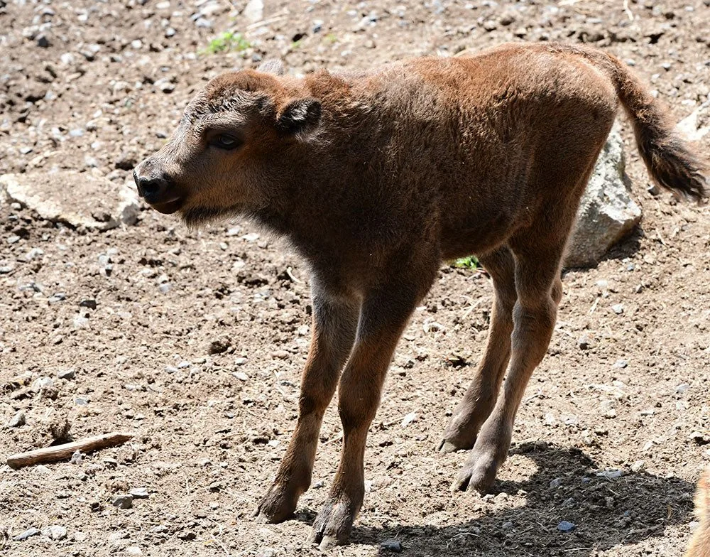 Zubří stádo na Svatém kopečku hlásí nový přírůstek. Majestátní druh čelil před lety vyhubení