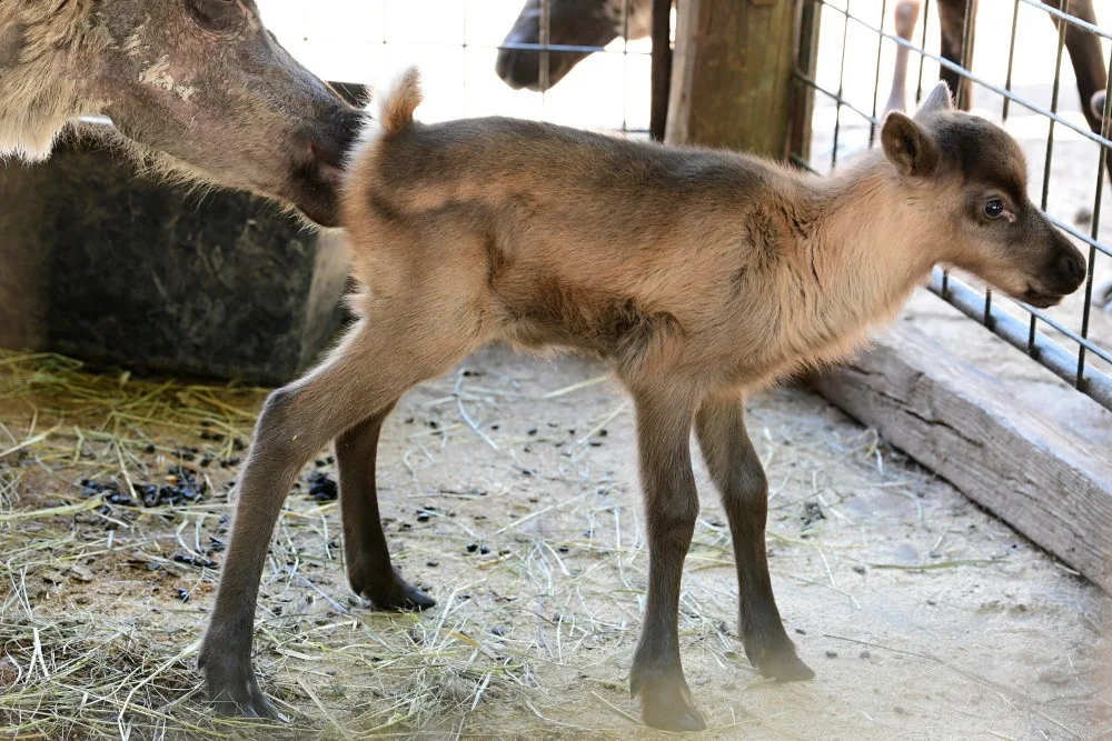 Sobí stádo na Svatém Kopečku rozšířila pětice mláďat