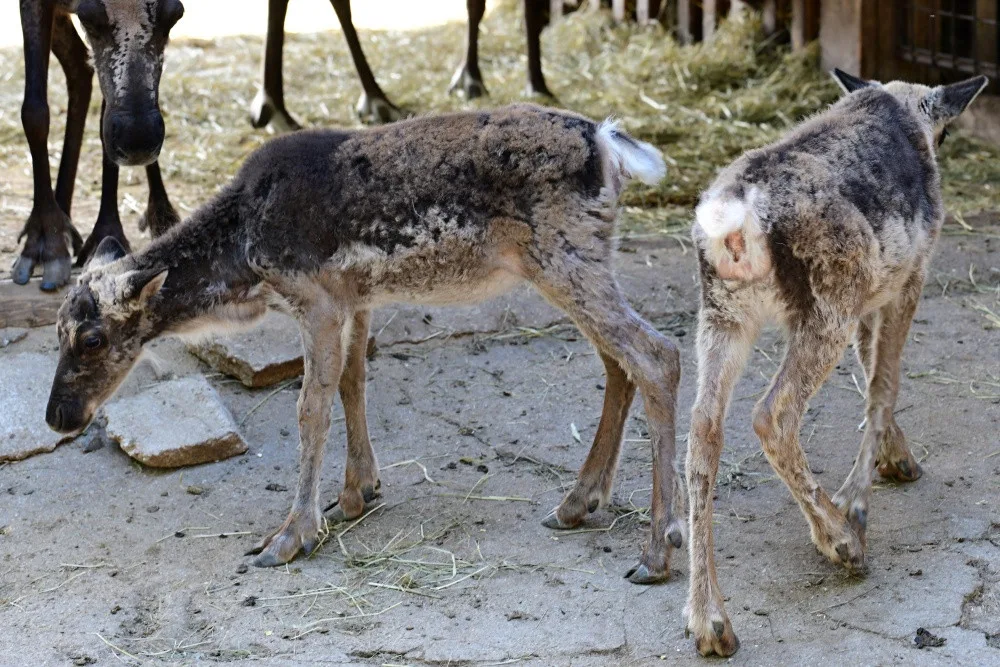 Sobí stádo na Svatém Kopečku rozšířila pětice mláďat