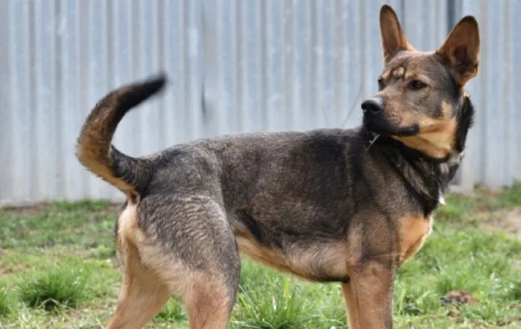 HLEDÁME PÁNÍČKA: Kulda, Jerry a Centy z Olomouce už dlouho vyhlížejí nový domov