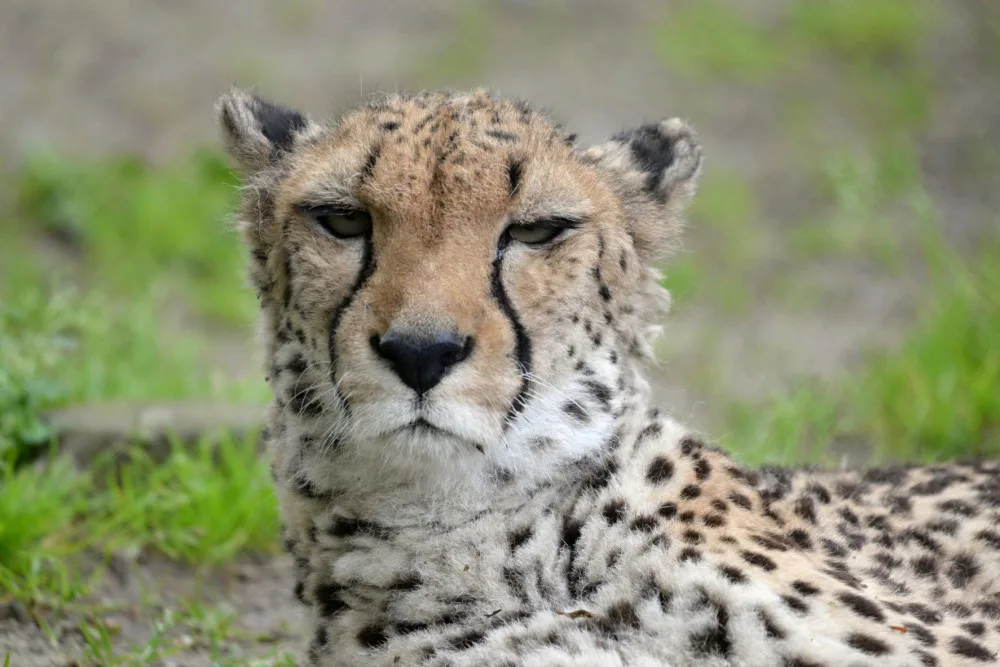 V olomoucké zoo uhynul stářím gepard Duma. Zahrada chce vytvořit nový chovný pár