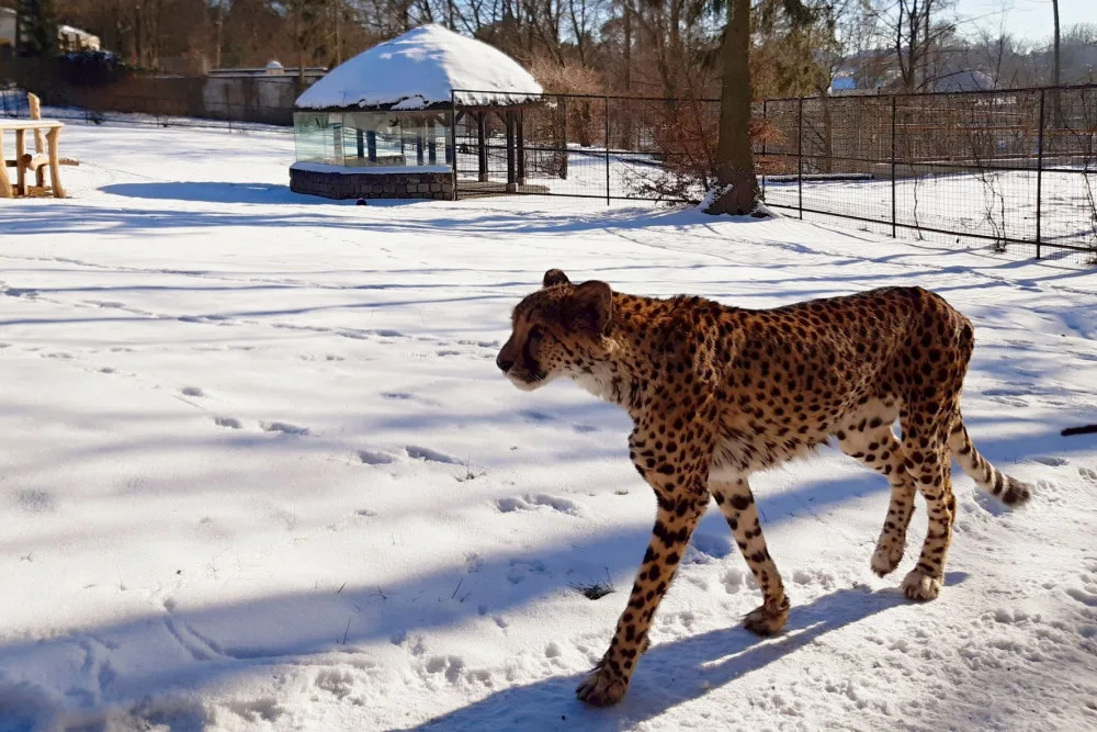 V olomoucké zoo uhynul stářím gepard Duma. Zahrada chce vytvořit nový chovný pár