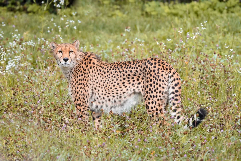 V olomoucké zoo uhynul stářím gepard Duma. Zahrada chce vytvořit nový chovný pár