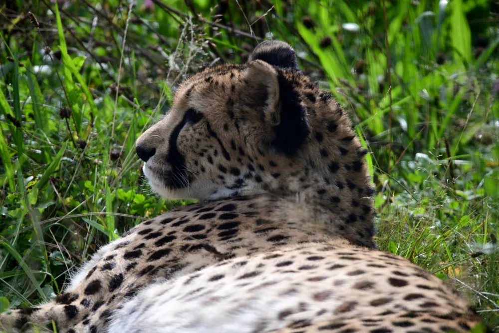 V olomoucké zoo uhynul stářím gepard Duma. Zahrada chce vytvořit nový chovný pár