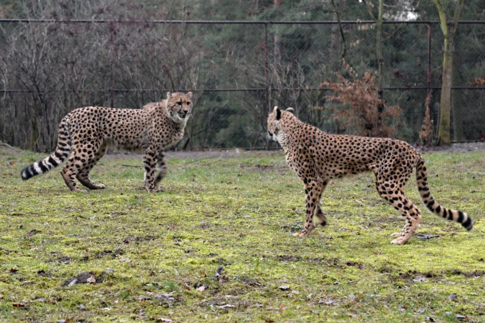 V olomoucké zoo uhynul stářím gepard Duma. Zahrada chce vytvořit nový chovný pár