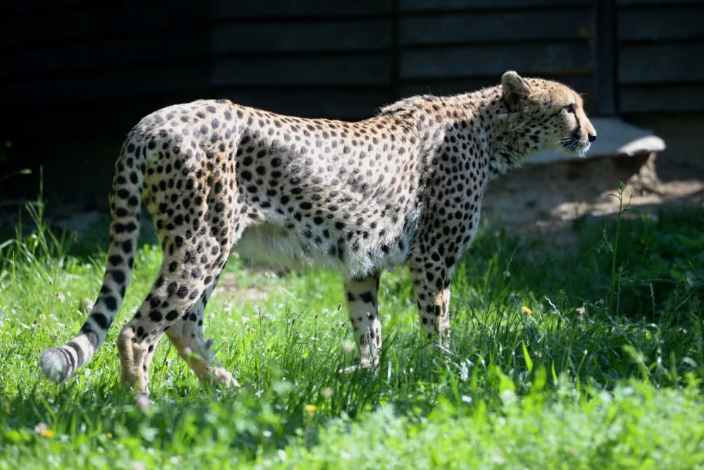 V olomoucké zoo uhynul stářím gepard Duma. Zahrada chce vytvořit nový chovný pár