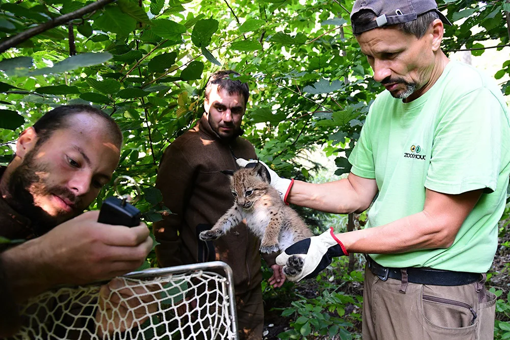 Malý rys v utajení: ošetřovatelé Zoo Olomouc poprvé zvážili mládě kočkovitých samotářů