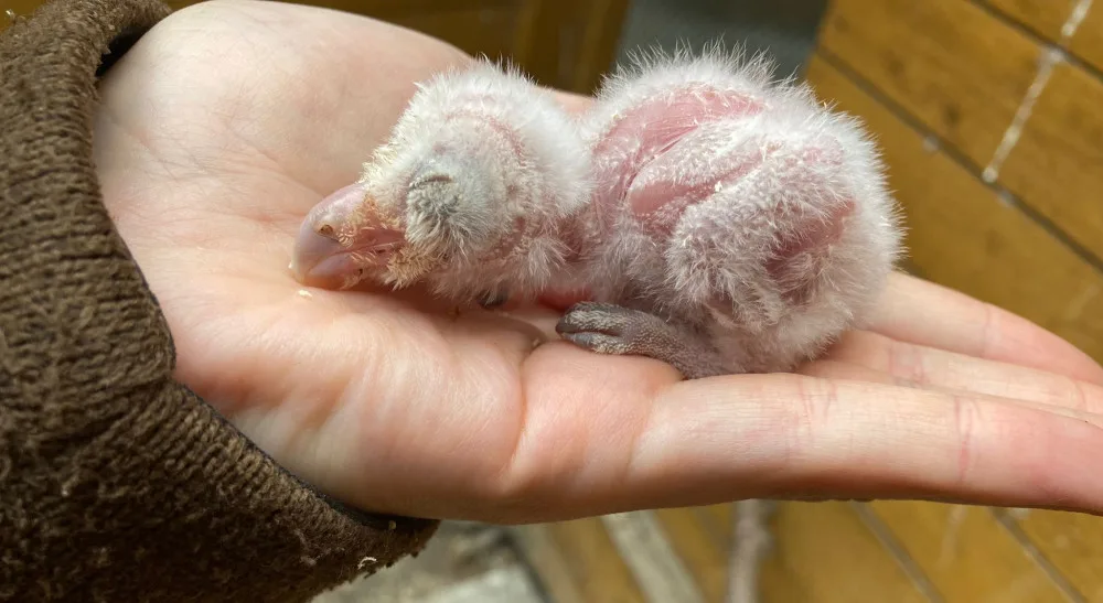 Olomoucká zoo pomáhá vracet sovu pálenou do volné přírody. Její populace se drasticky snižuje