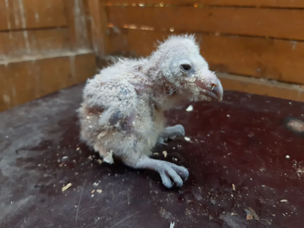 Olomoucká zoo pomáhá vracet sovu pálenou do volné přírody. Její populace se drasticky snižuje
