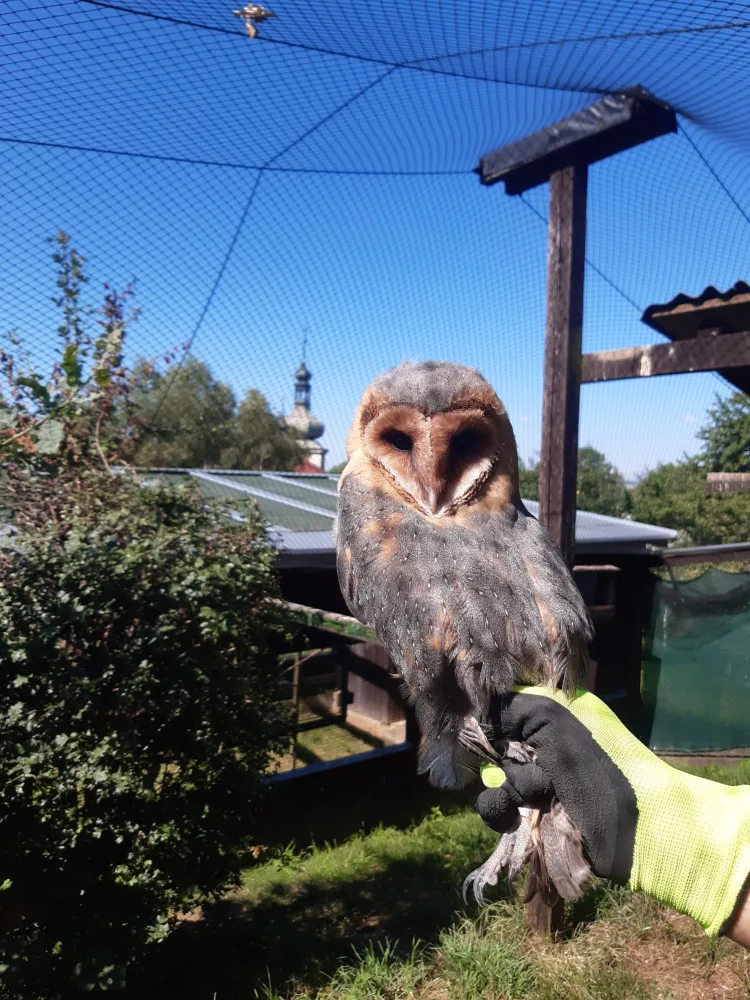 Olomoucká zoo pomáhá vracet sovu pálenou do volné přírody. Její populace se drasticky snižuje
