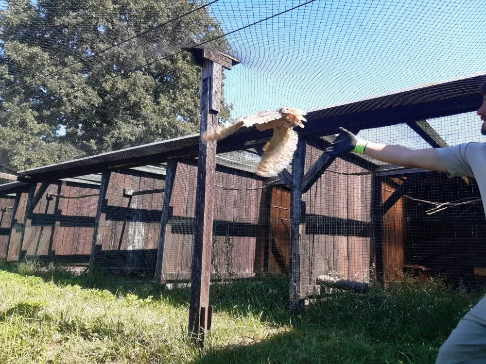 Olomoucká zoo pomáhá vracet sovu pálenou do volné přírody. Její populace se drasticky snižuje