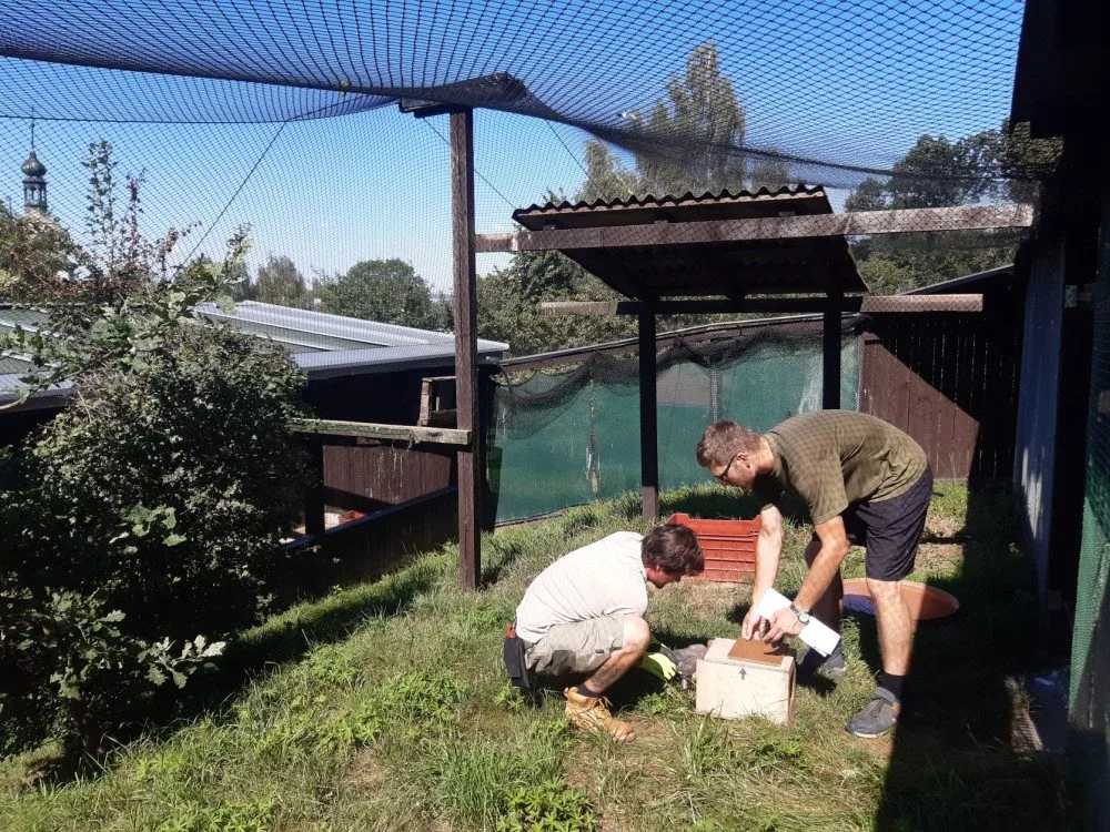 Olomoucká zoo pomáhá vracet sovu pálenou do volné přírody. Její populace se drasticky snižuje