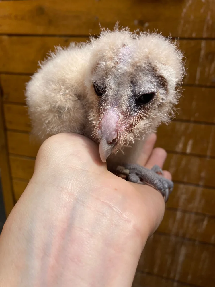Olomoucká zoo pomáhá vracet sovu pálenou do volné přírody. Její populace se drasticky snižuje