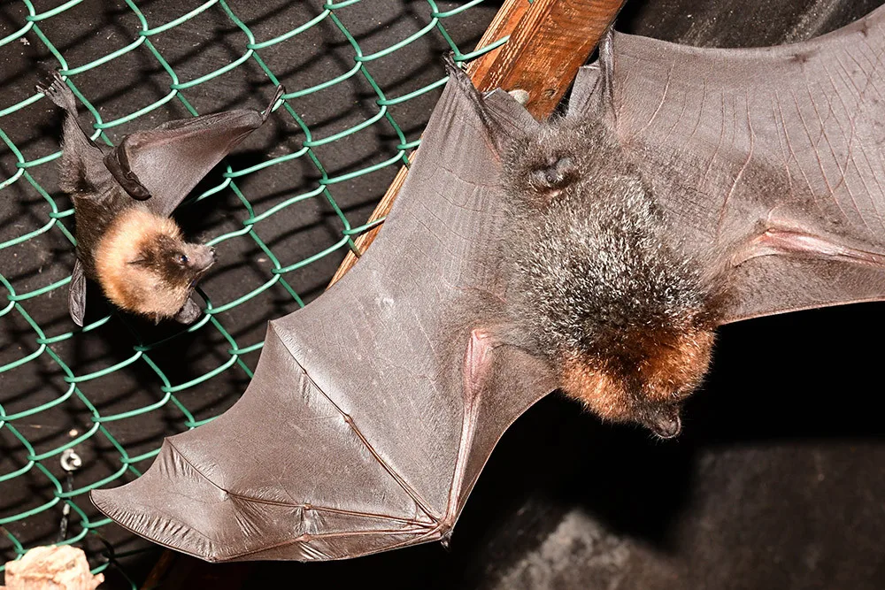 Kaloní rodina se v Zoo Olomouc úspěšně rozrůstá, letos se narodilo už jedenáct mláďat