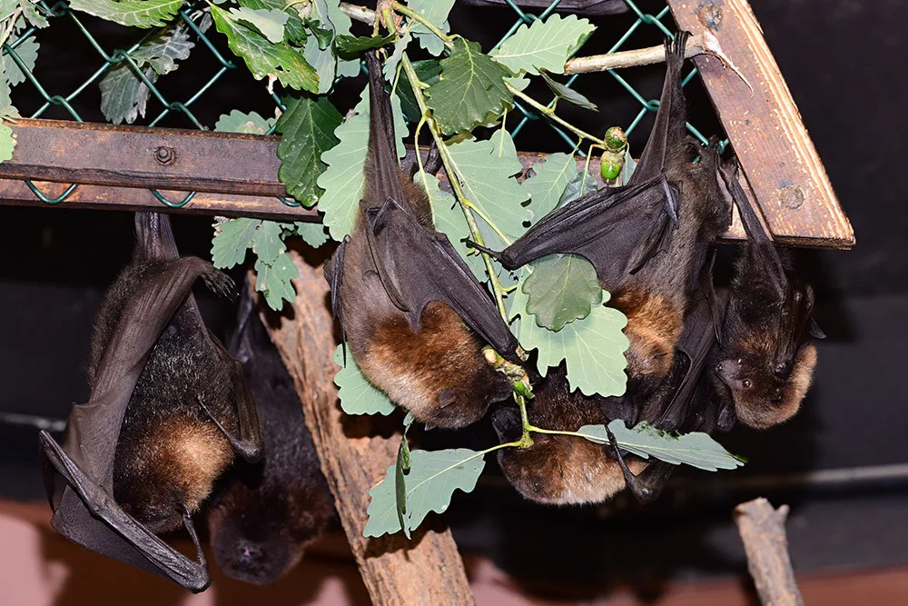 Kaloní rodina se v Zoo Olomouc úspěšně rozrůstá, letos se narodilo už jedenáct mláďat
