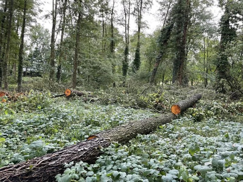 Rozsáhlé kácení a zrušený bikepark. V Šumperku to vře kvůli revitalizaci lesoparku