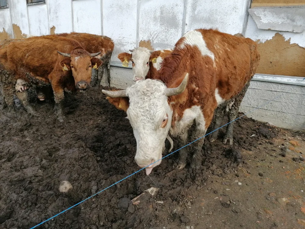 Zvířata žila na farmě na Přerovsku obklopená bahnem a trusem
