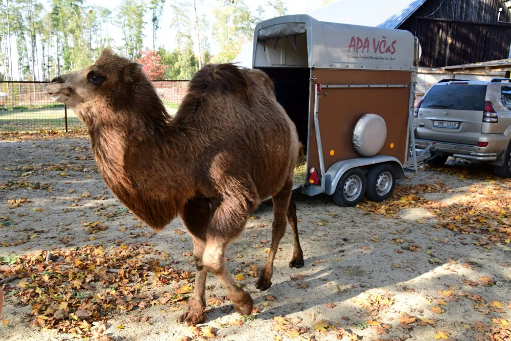 Do olomoucké zoo přicestovala samice velblouda dvouhrbého Margot a hned si potykala se zdejším stádem