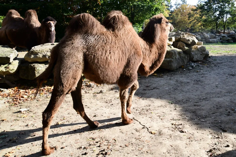 Do olomoucké zoo přicestovala samice velblouda dvouhrbého Margot a hned si potykala se zdejším stádem