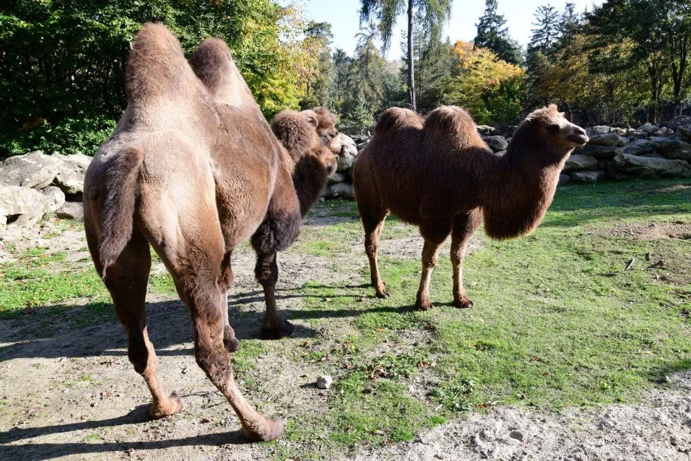 Do olomoucké zoo přicestovala samice velblouda dvouhrbého Margot a hned si potykala se zdejším stádem