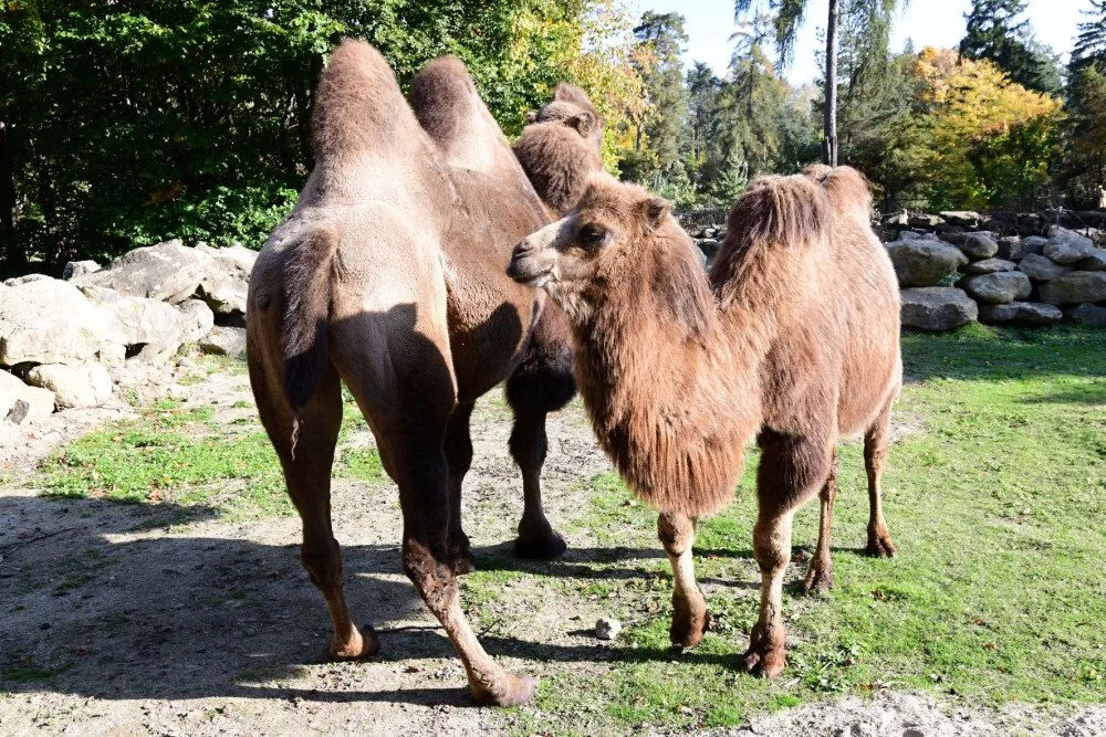 Do olomoucké zoo přicestovala samice velblouda dvouhrbého Margot a hned si potykala se zdejším stádem
