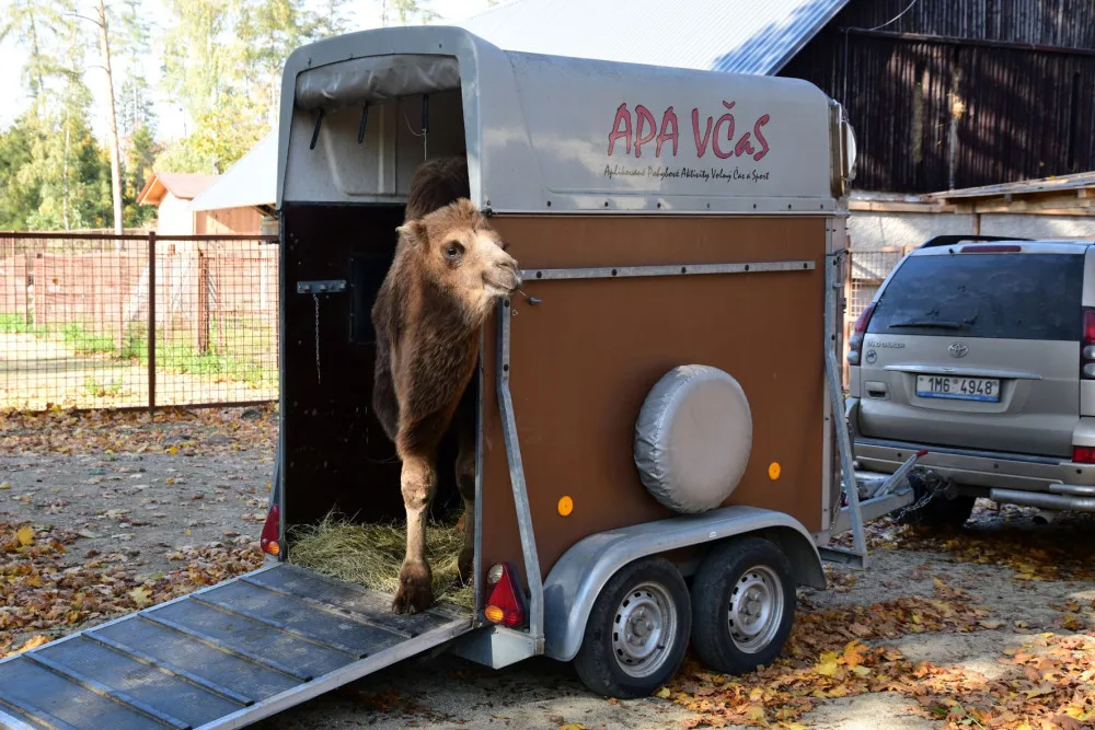 Do olomoucké zoo přicestovala samice velblouda dvouhrbého Margot a hned si potykala se zdejším stádem