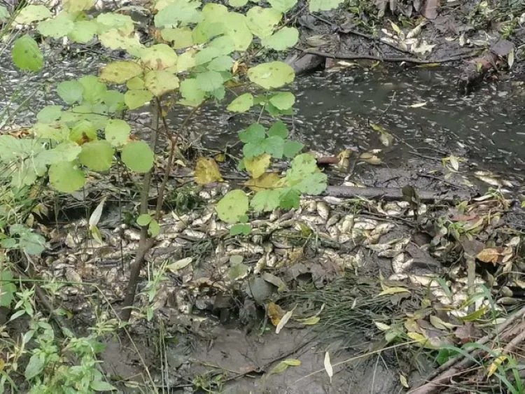 V Dobromilicích někdo vypustil rybník. Uhynuly přes dvě a půl tuny malých kaprů