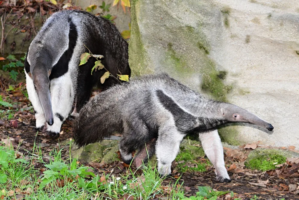 V olomoucké zoo lidé mohou vidět mravenečníka, který se narodil v březnu. Vrátil se do opraveného pavilonu