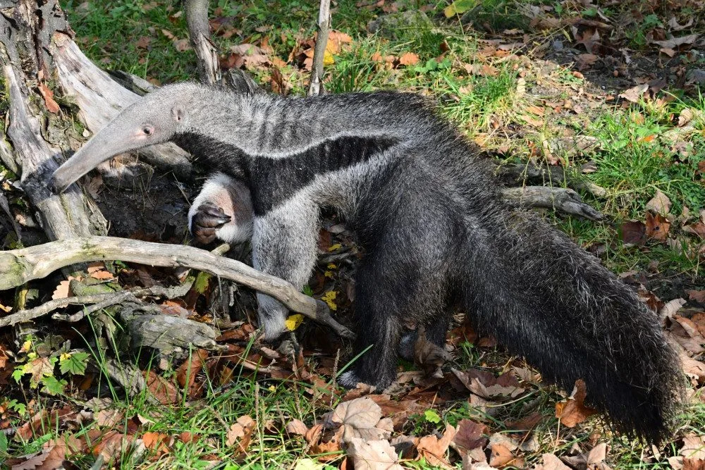 V olomoucké zoo lidé mohou vidět mravenečníka, který se narodil v březnu. Vrátil se do opraveného pavilonu