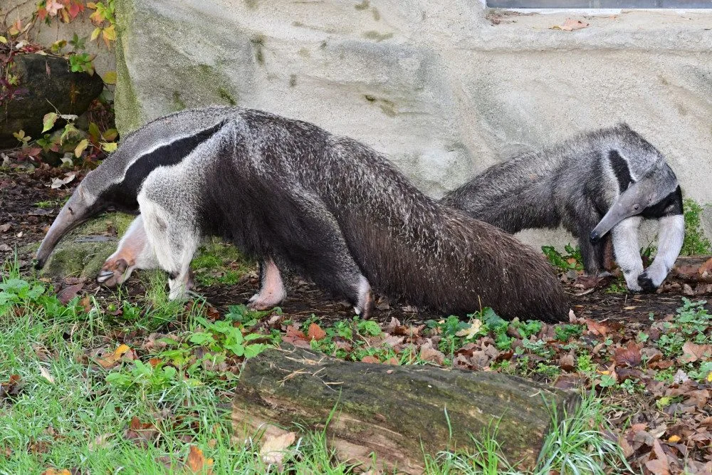 V olomoucké zoo lidé mohou vidět mravenečníka, který se narodil v březnu. Vrátil se do opraveného pavilonu