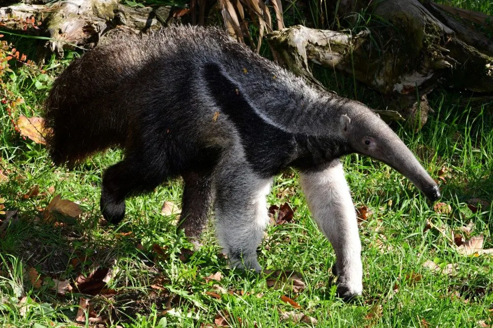 V olomoucké zoo lidé mohou vidět mravenečníka, který se narodil v březnu. Vrátil se do opraveného pavilonu