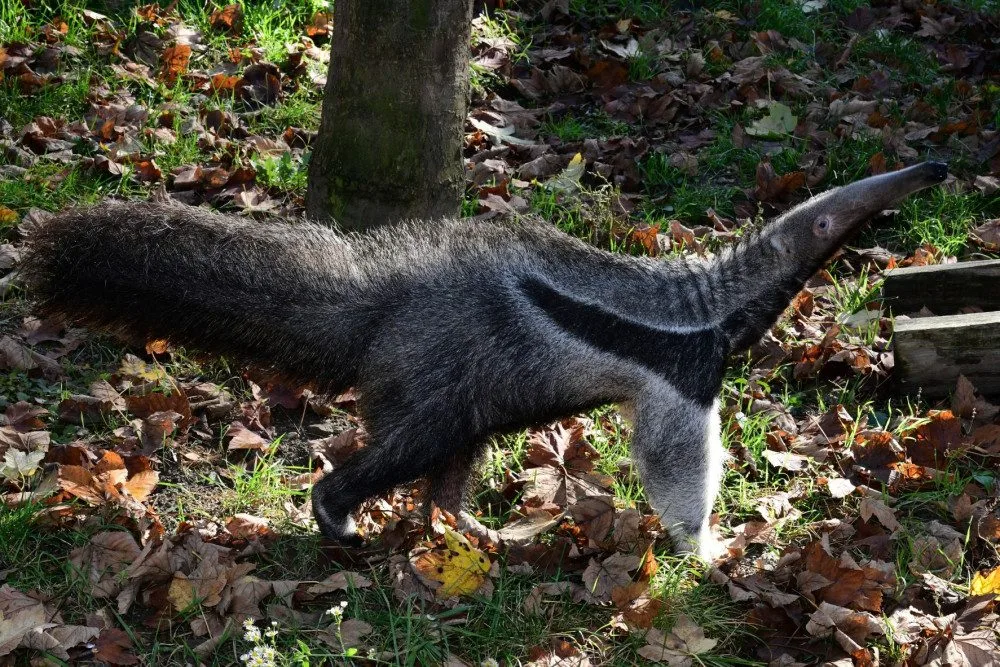 V olomoucké zoo lidé mohou vidět mravenečníka, který se narodil v březnu. Vrátil se do opraveného pavilonu