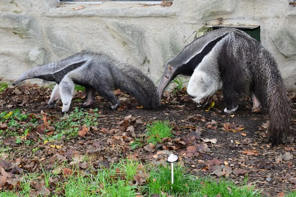 V olomoucké zoo lidé mohou vidět mravenečníka, který se narodil v březnu. Vrátil se do opraveného pavilonu