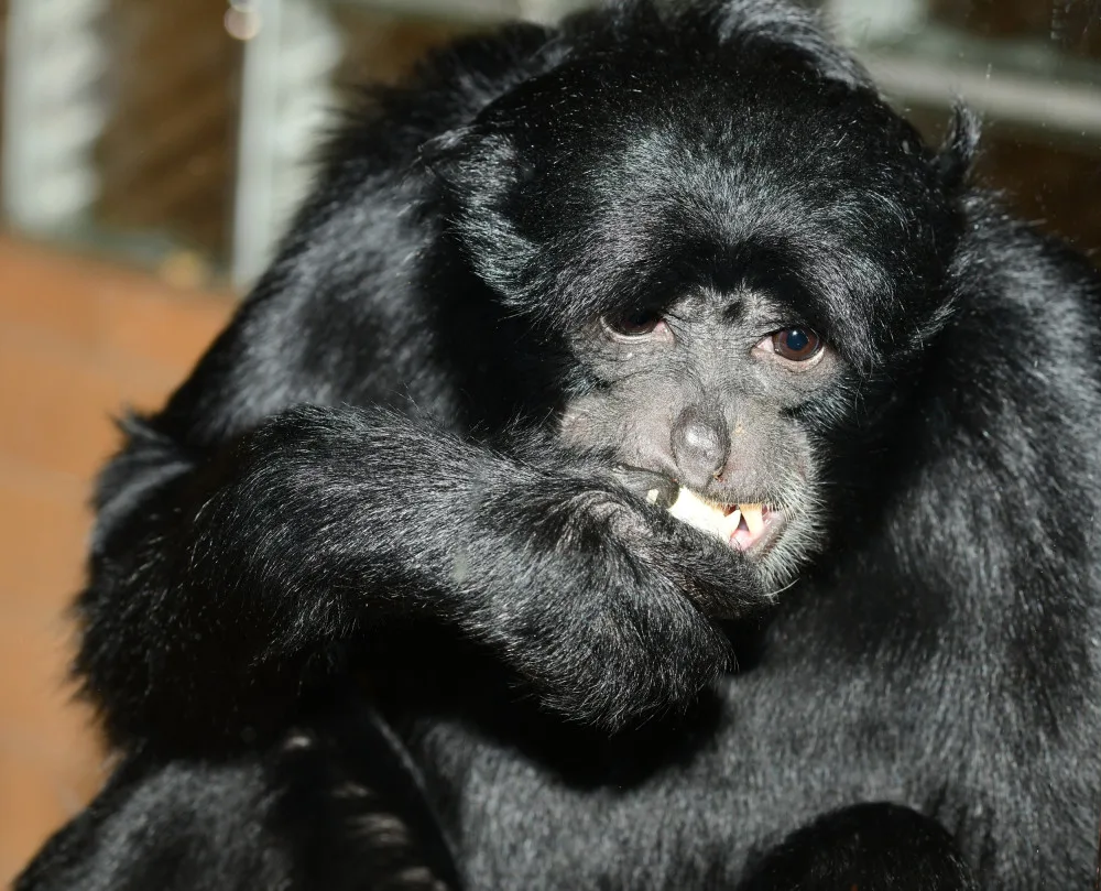 V olomoucké zoo uhynul vlídný samec gibona Bento. Žil zde neuvěřitelných 28 let